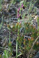 Ophrys aurelia Crêtes La Ciotat 290407 (37)