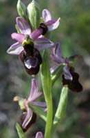 Ophrys aurelia Crêtes La Ciotat 290407 (58)
