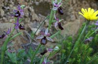 Ophrys aurelia Crêtes La Ciotat 290407 (62)