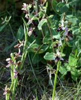 Ophrys aurelia Crêtes La Ciotat 290407 (69)