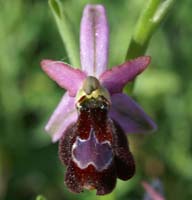 Ophrys aurelia Crêtes La Ciotat 290407 (7)