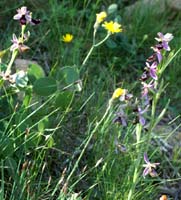 Ophrys aurelia Crêtes La Ciotat 290407 (71)
