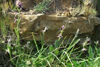 Ophrys aurelia Crêtes La Ciotat 290407 (75)