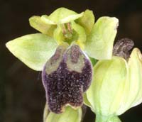 Ophrys lupercalis Crêtes La Ciotat 290407 (5)