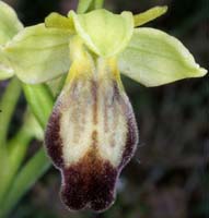Ophrys lupercalis Crêtes La Ciotat 290407 (6)
