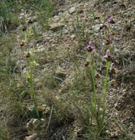 Ophrys pseudoscolopax Crêtes La Ciotat 290407 (128)