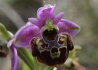 Ophrys pseudoscolopax Crêtes La Ciotat 290407 (130)