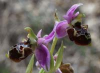 Ophrys pseudoscolopax Crêtes La Ciotat 290407 (131)