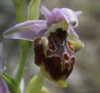 Ophrys pseudoscolopax Crêtes La Ciotat 290407 (132)