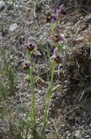 Ophrys pseudoscolopax Crêtes La Ciotat 290407 (133)