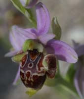 Ophrys pseudoscolopax Crêtes La Ciotat 290407 (134)