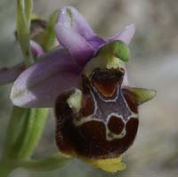 Ophrys pseudoscolopax Crêtes La Ciotat 290407 (136)