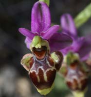 Ophrys pseudoscolopax Crêtes La Ciotat 290407 (137)