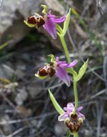 Ophrys pseudoscolopax Crêtes La Ciotat 290407 (138)