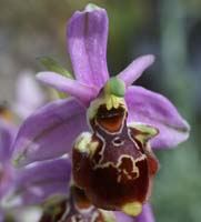 Ophrys pseudoscolopax Crêtes La Ciotat 290407 (139)