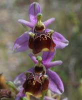 Ophrys pseudoscolopax Crêtes La Ciotat 290407 (140)