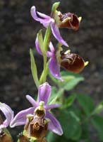 Ophrys pseudoscolopax Crêtes La Ciotat 290407 (141)