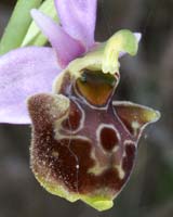 Ophrys pseudoscolopax Crêtes La Ciotat 290407 (149)