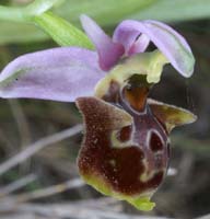 Ophrys pseudoscolopax Crêtes La Ciotat 290407 (150)
