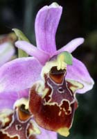 Ophrys pseudoscolopax Crêtes La Ciotat 290407 (153)