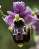 Ophrys pseudoscolopax Crêtes La Ciotat 290407 (82)