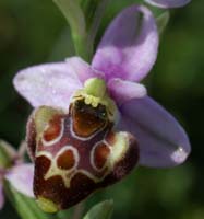 Ophrys pseudoscolopax Crêtes La Ciotat 290407 (84)