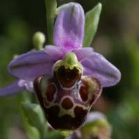 Ophrys pseudoscolopax Crêtes La Ciotat 290407 (85)