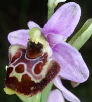 Ophrys pseudoscolopax Crêtes La Ciotat 290407 (86)