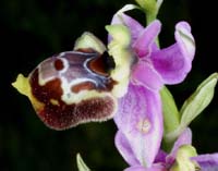 Ophrys pseudoscolopax Crêtes La Ciotat 290407 (87)