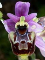 Ophrys pseudoscolopax Crêtes La Ciotat 290407 (88)