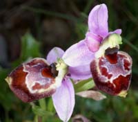 Ophrys pseudoscolopax Crêtes La Ciotat 290407 (89)