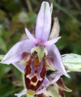 Ophrys pseudoscolopax Crêtes La Ciotat 290407 (90)