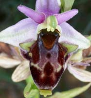 Ophrys pseudoscolopax Crêtes La Ciotat 290407 (92)