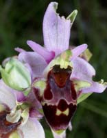 Ophrys pseudoscolopax Crêtes La Ciotat 290407 (93)