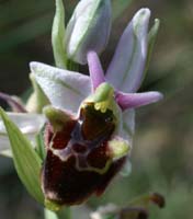 Ophrys pseudoscolopax Crêtes La Ciotat 290407 (97)