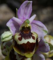 Ophrys sp Crêtes La Ciotat 290407 (142)