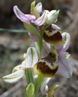 Ophrys sp Crêtes La Ciotat 290407 (143)