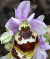 Ophrys sp Crêtes La Ciotat 290407 (144)