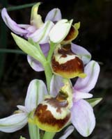 Ophrys sp Crêtes La Ciotat 290407 (146)