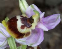 Ophrys sp Crêtes La Ciotat 290407 (147)