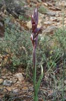 Serapias vomeracea Crêtes La Ciotat 290407 (151)