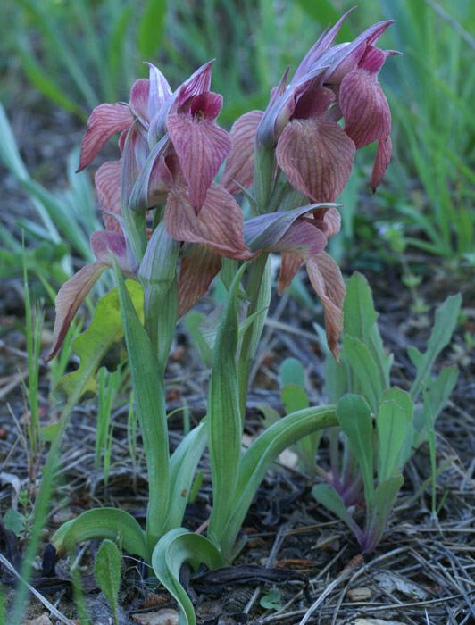 Serapias neglecta La Faviere 160407 (5)