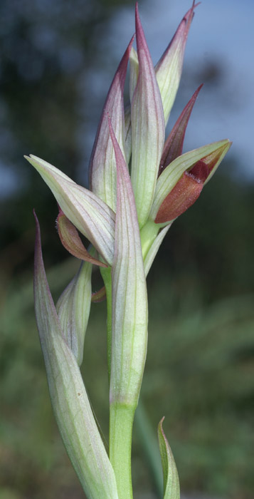Serapias parviflora La Faviere 160407 (3)