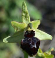 Ophrys virescens La Faviere 160407 (1)