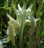 Serapias neglecta albinos La Faviere 160407 (1)