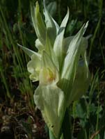 Serapias neglecta albinos La Faviere 160407