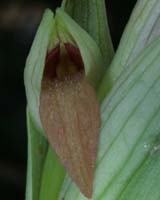 Serapias parviflora La Faviere 160407 (6)