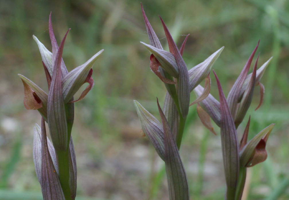 Serapias parviflora La Favière 260407 (54)