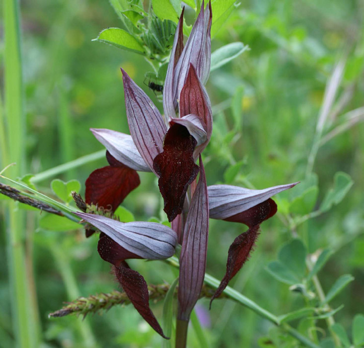 Serapias vomeracea x cordigera La Favière 260407 (41)
