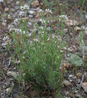 Dorycnium pentaphyllum La Favière 260407 (68)